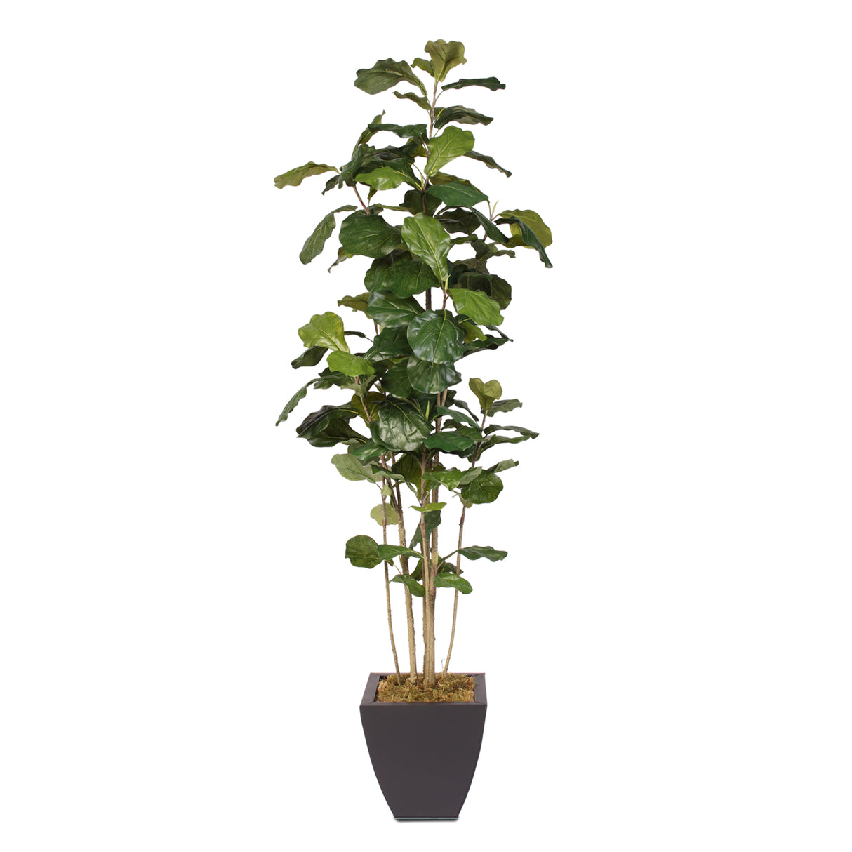 6 Feet Fiddle Leaf Tree in a Metal Container #99D