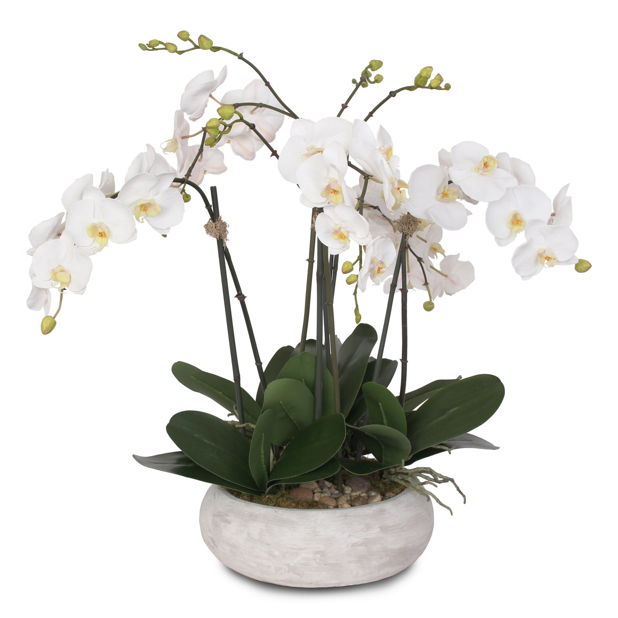 Two Tone White Orchid in Wash Stone Round Pot #F-102