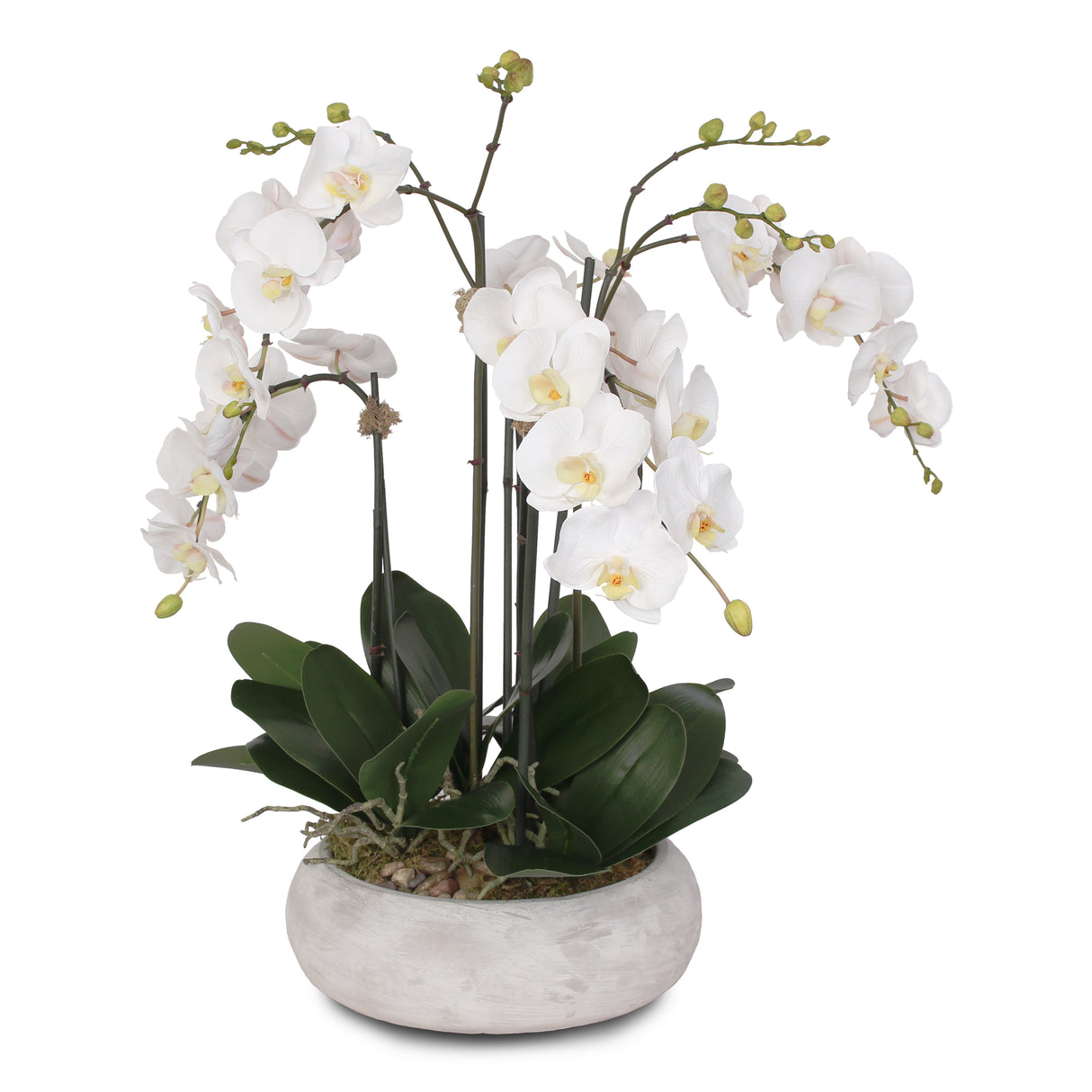 Two Tone White Orchid in Wash Stone Round Pot #F-102
