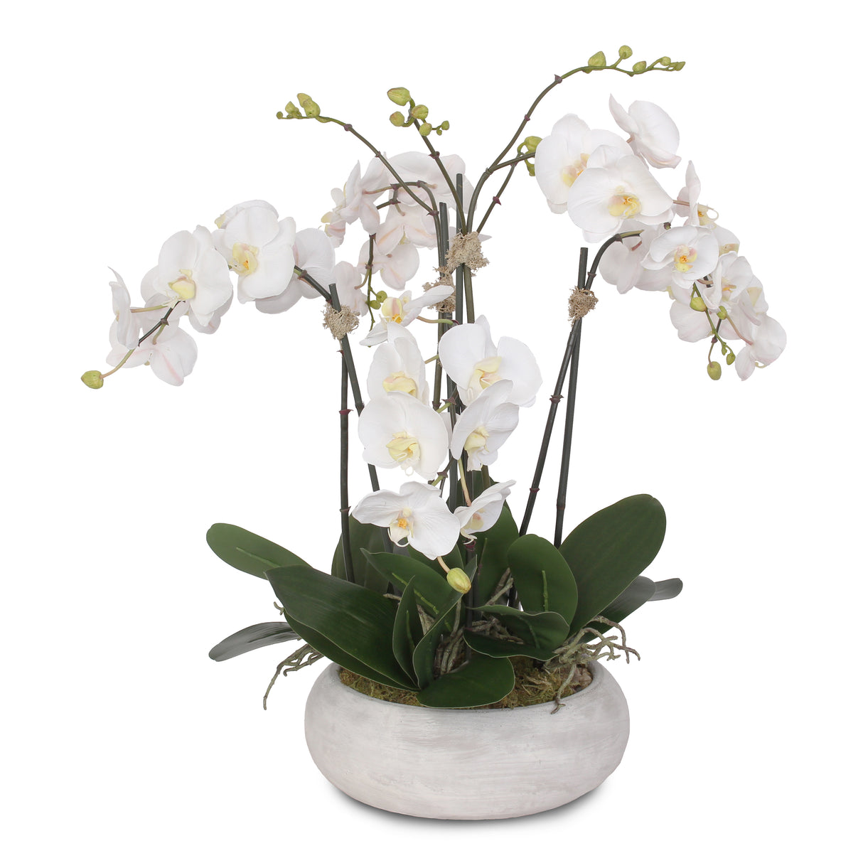 Two Tone White Orchid in Wash Stone Round Pot #F-102