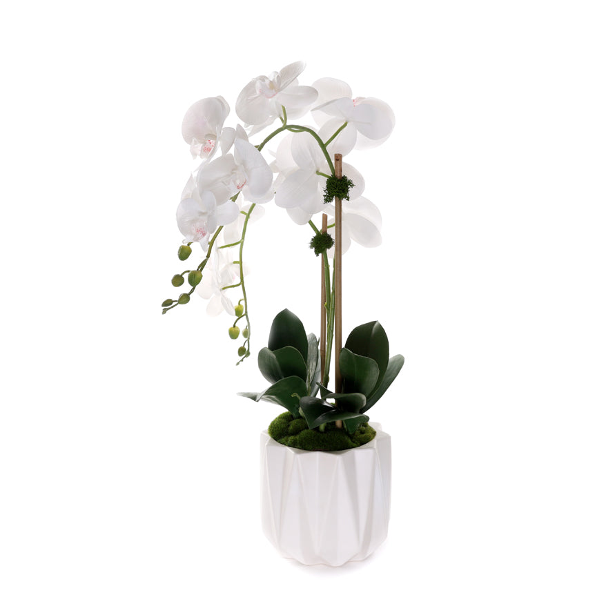 Real Touch Phalaenopsis Orchids in White Dimensional Pot#F-198