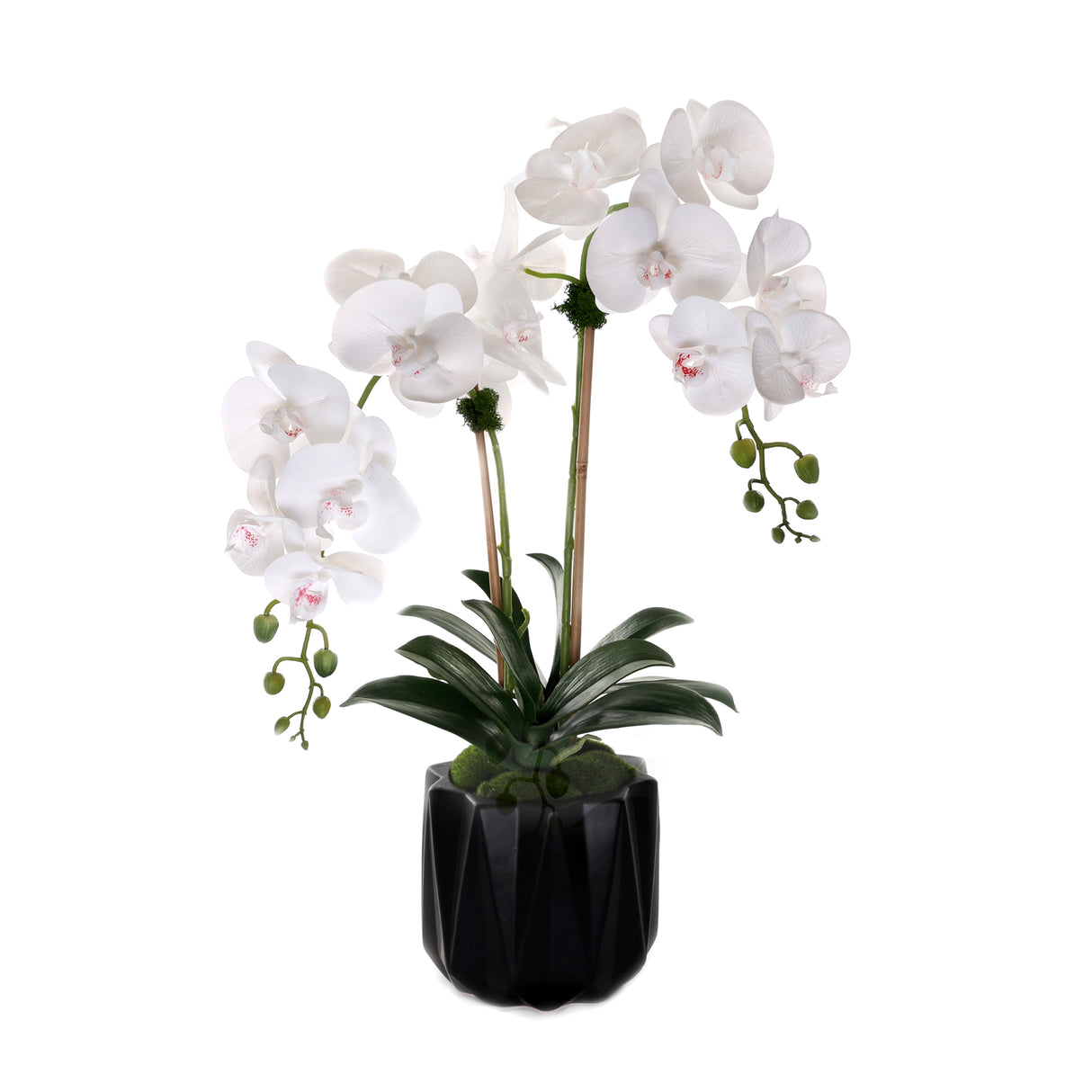 Real Touch Phalaenopsis Orchids in Black Dimensional Pot#F-199