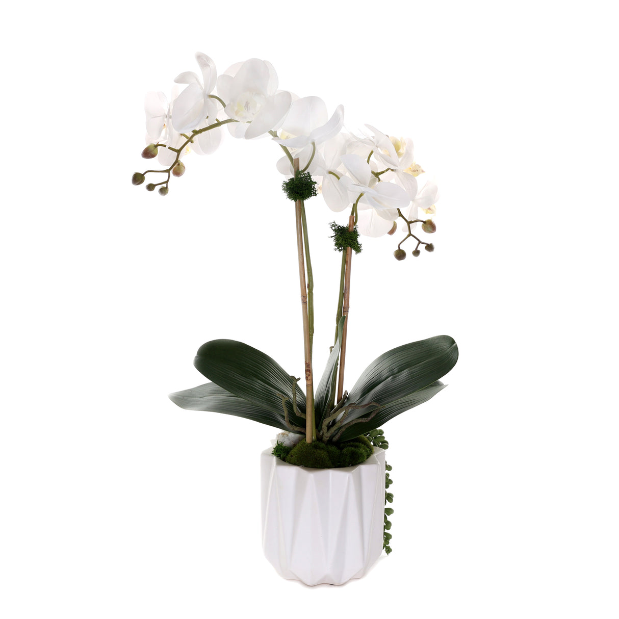 Real Touch Phalaenopsis Orchids with Succulent in White Dimensional Pot#F-200
