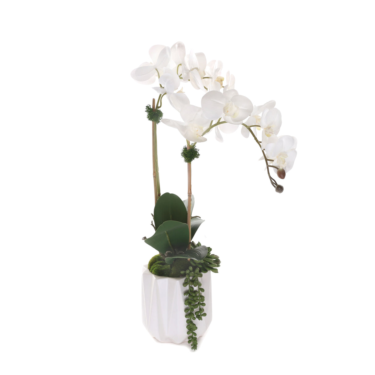 Real Touch Phalaenopsis Orchids with Succulent in White Dimensional Pot#F-200