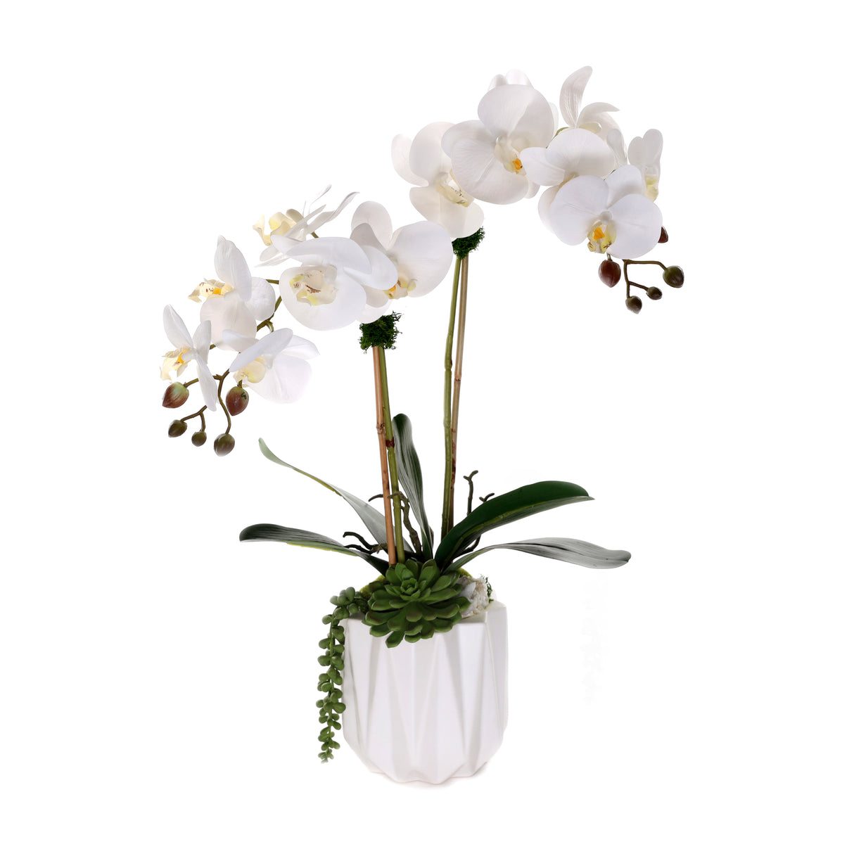 Real Touch Phalaenopsis Orchids with Succulent in White Dimensional Pot#F-200