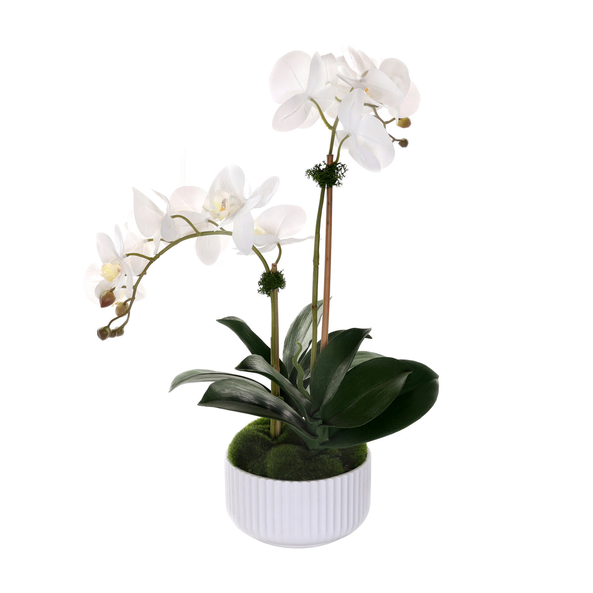 Real Touch Phalaenopsis Orchids in White Ribbed Pot#F-201