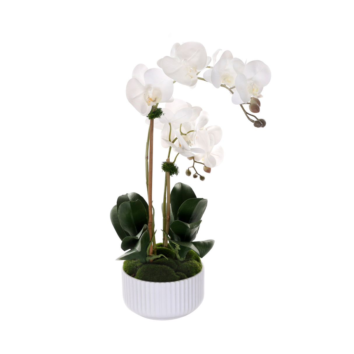 Real Touch Phalaenopsis Orchids in White Ribbed Pot#F-201
