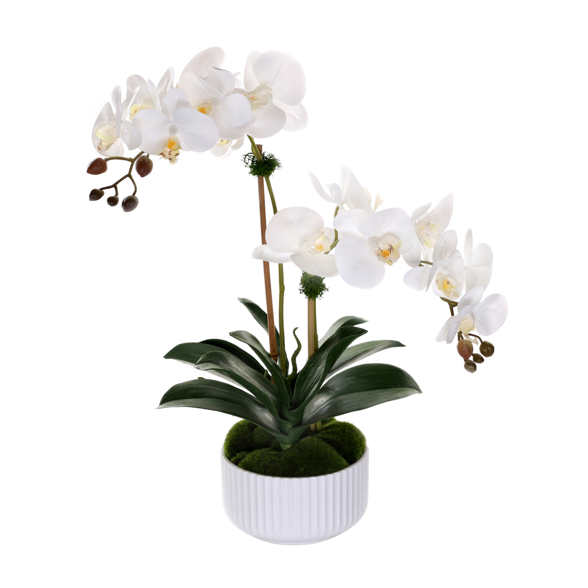 Real Touch Phalaenopsis Orchids in White Ribbed Pot#F-201