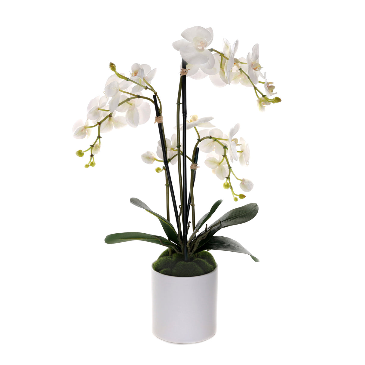 Real Touch Phalaenopsis Orchids in White Cylinder Pot#F-202