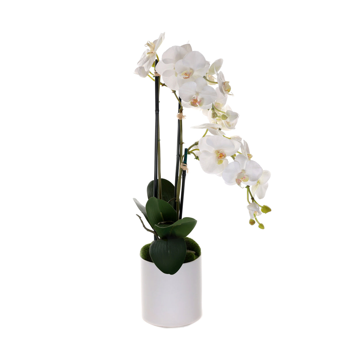 Real Touch Phalaenopsis Orchids in White Cylinder Pot#F-202