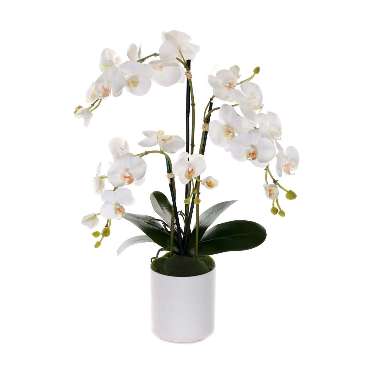 Real Touch Phalaenopsis Orchids in White Cylinder Pot#F-202