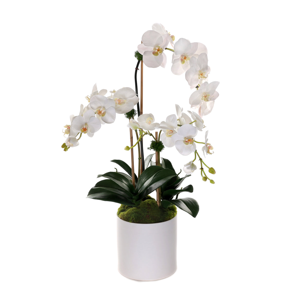 Real Touch Phalaenopsis Orchids in White Cylinder Pot #F-203