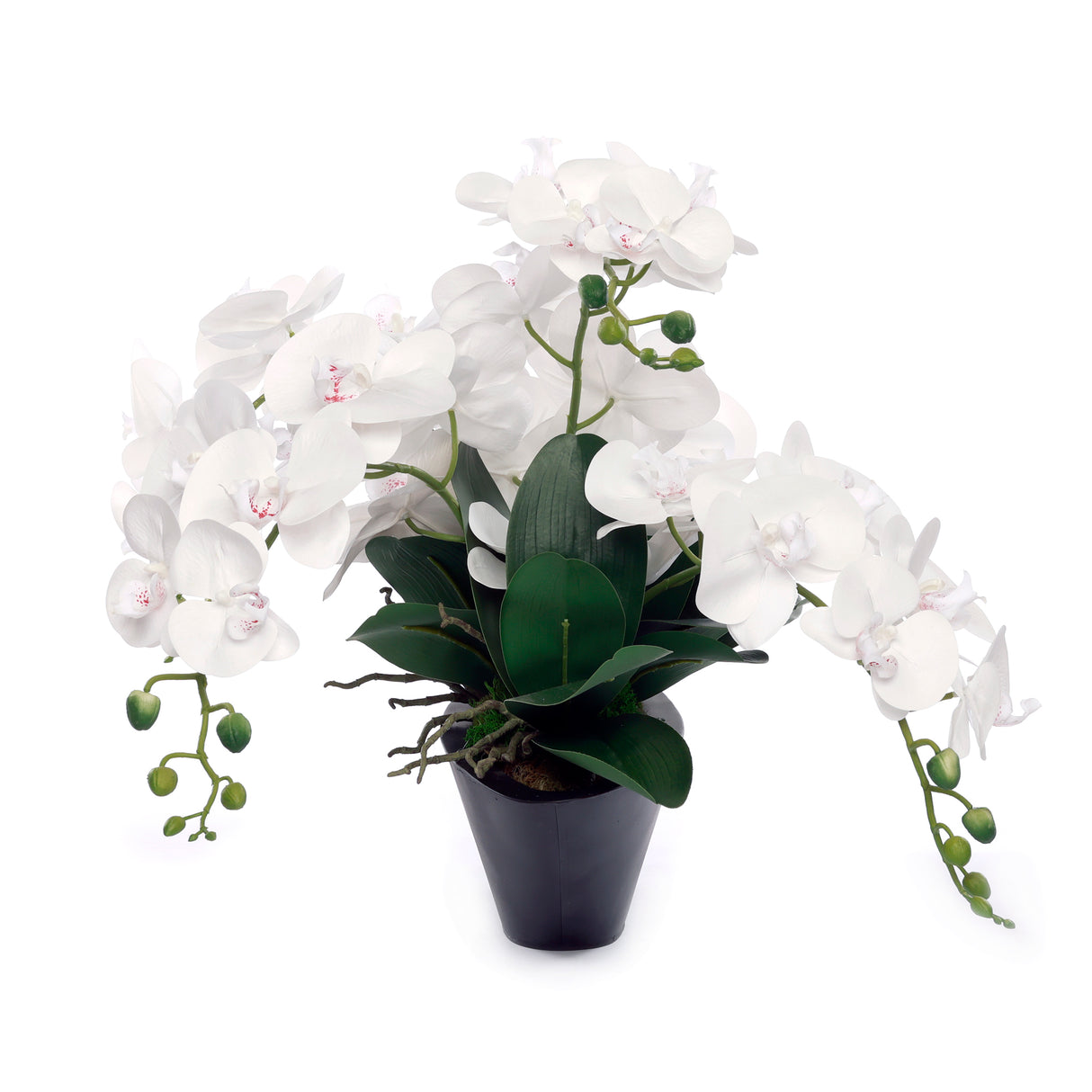 White Real Touch Phalaenopsis Orchids in Modern Black Pot #F-205