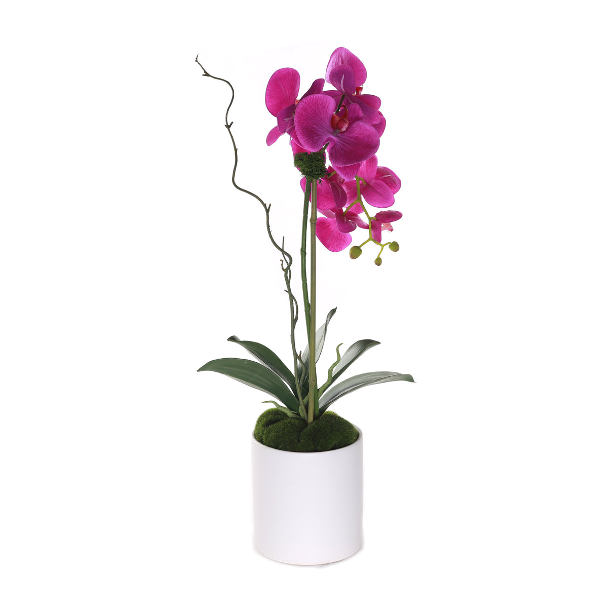 Purple Phalaenopsis Orchid in White Cylinder Pot #F-207