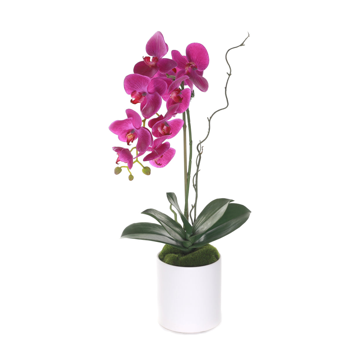 Purple Phalaenopsis Orchid in White Cylinder Pot #F-207
