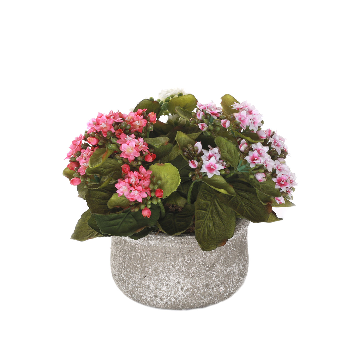 Kalanchoe Flower Bushes Pink, Rose, White in Stone Round Pot #F-213