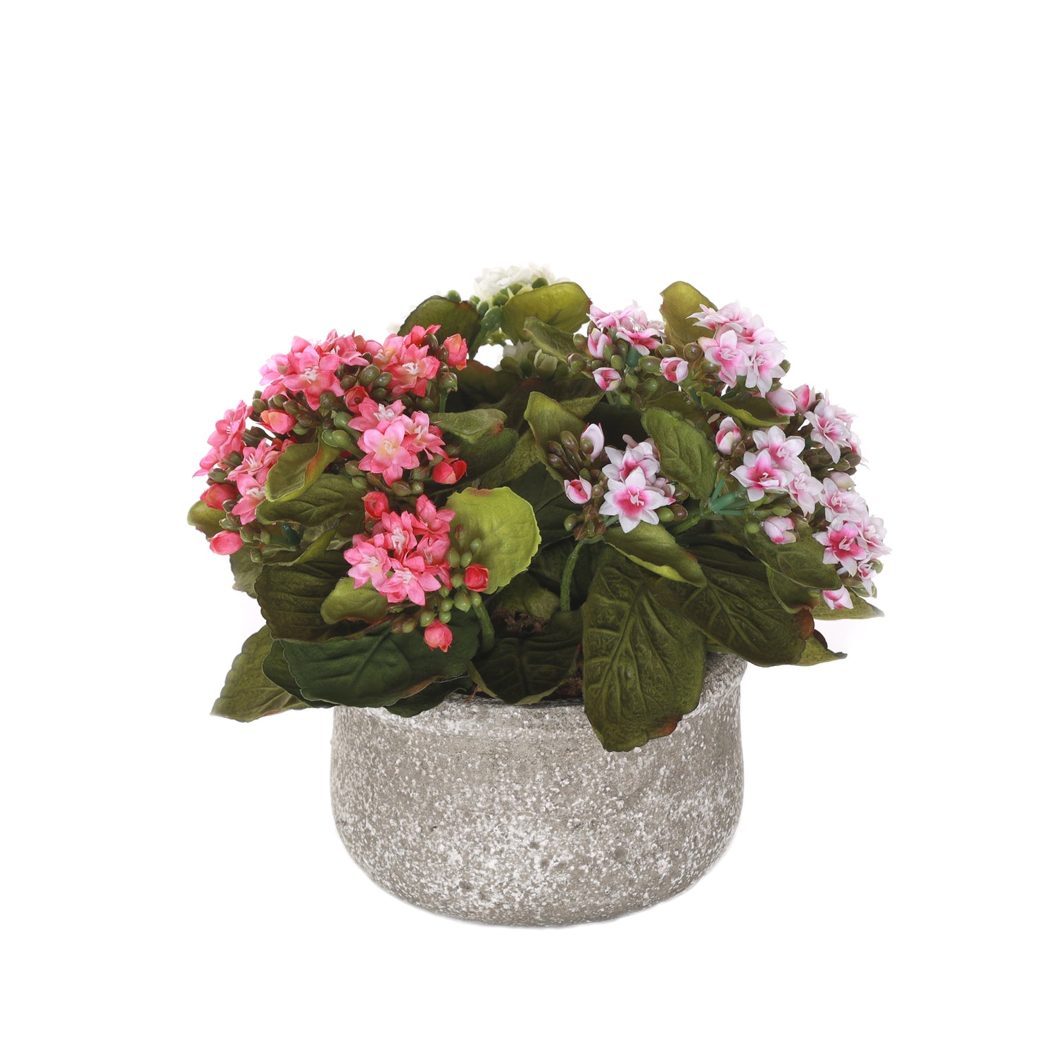 Kalanchoe Flower Bushes Pink, Rose, White in Stone Round Pot #F-213