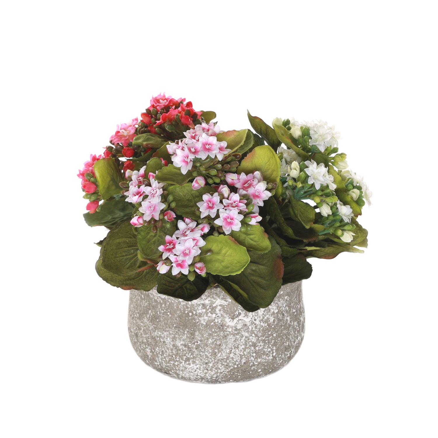Kalanchoe Flower Bushes Pink, Rose, White in Stone Round Pot #F-213