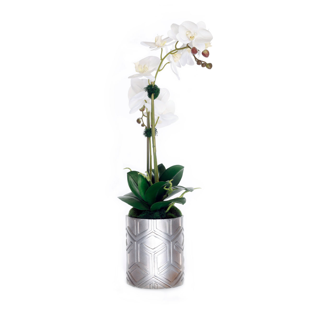 Real Touch Orchids Arrangement in Décor Silver Pot #F-223