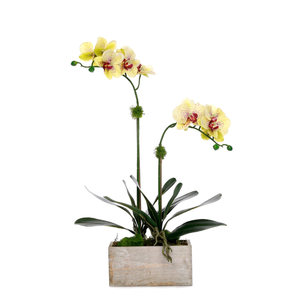 Yellow Real Touch Orchid Flower Arrangement in White Rectangular Pot #F-231