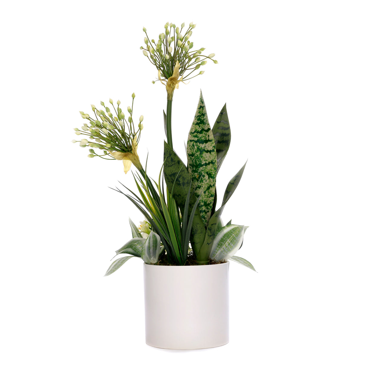 Agapanthus Flower Arrangement in White Cyclinder Planter #F-232
