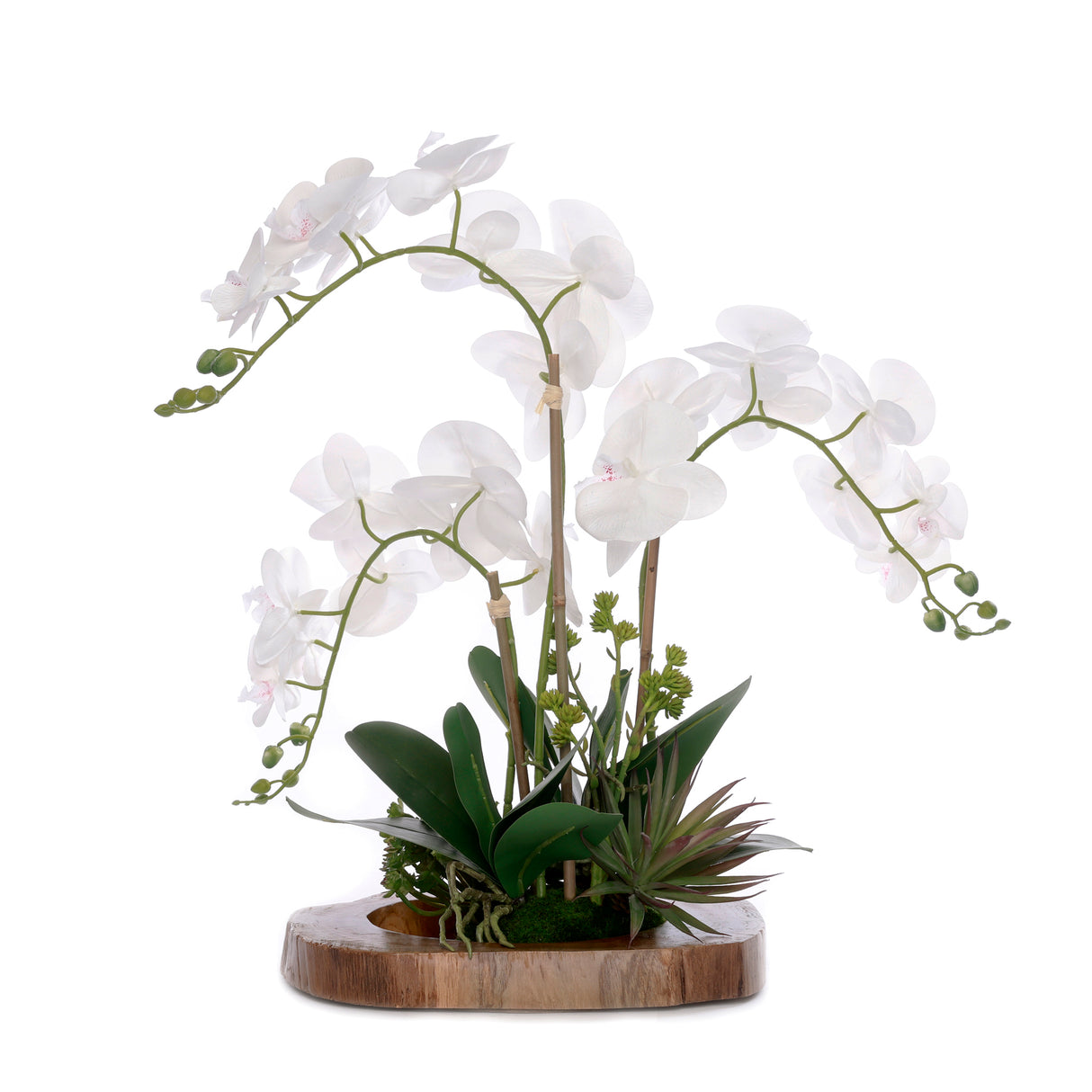 Real Touch Orchid with Succulent/Moss Arrangement in Mirror Teak Wood Bowl #F-234