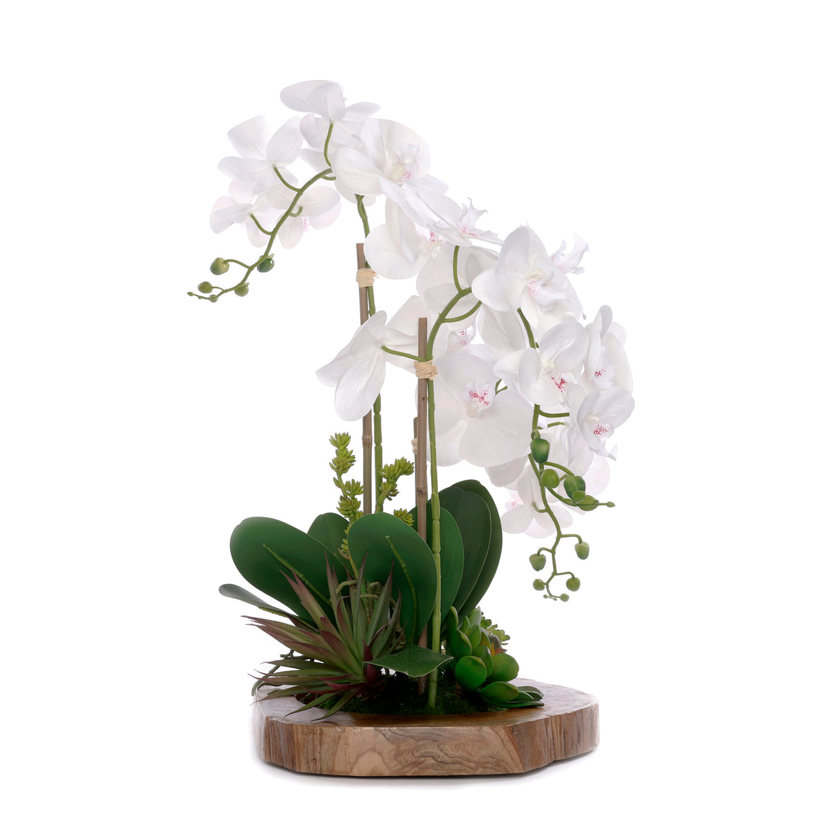 Real Touch Orchid with Succulent/Moss Arrangement in Mirror Teak Wood Bowl #F-234