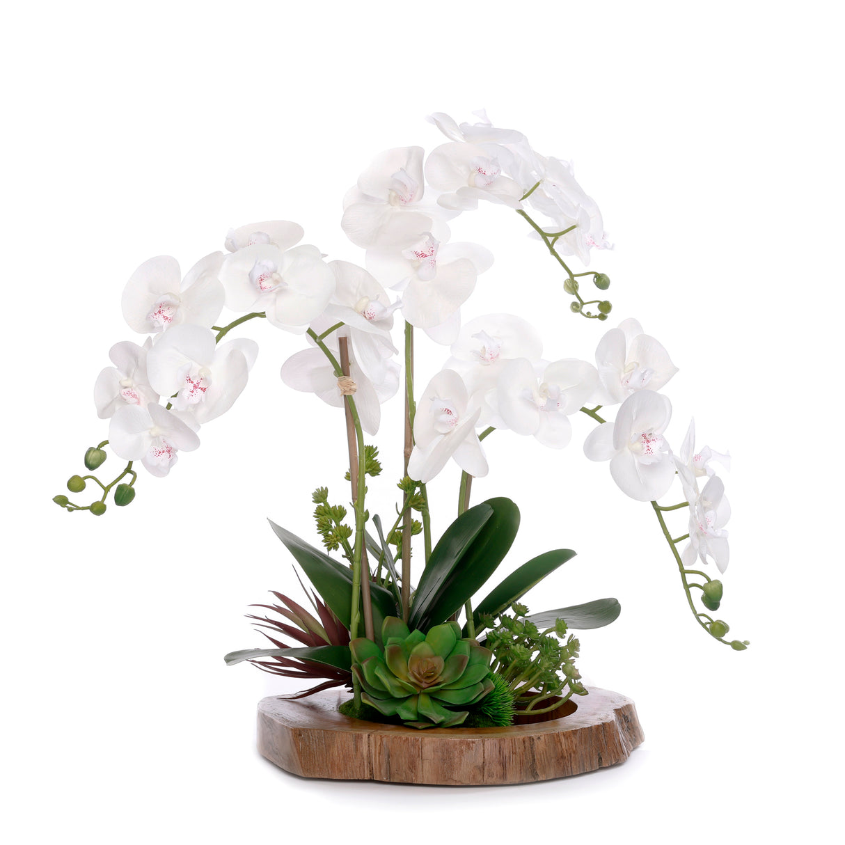 Real Touch Orchid with Succulent/Moss Arrangement in Mirror Teak Wood Bowl #F-234