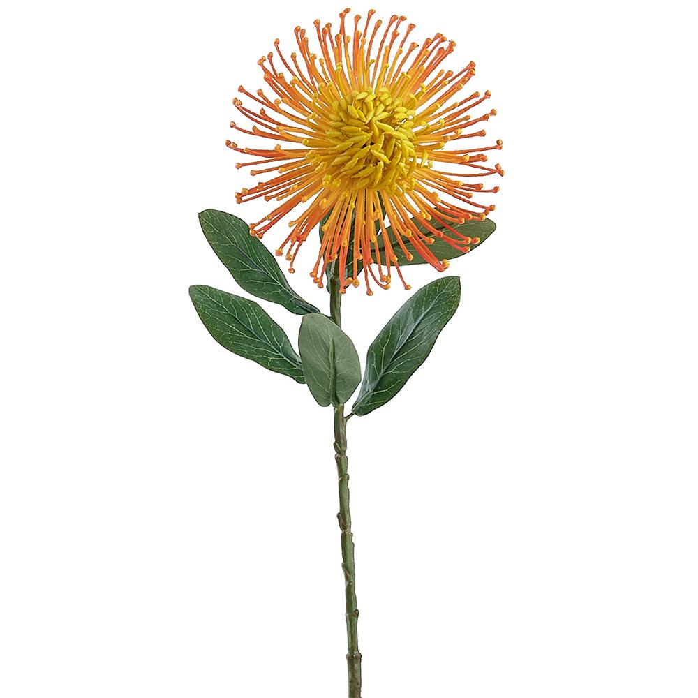 25" Pincushion Protea Spray Orange (2 Stems Per Box) #FSP086-OR