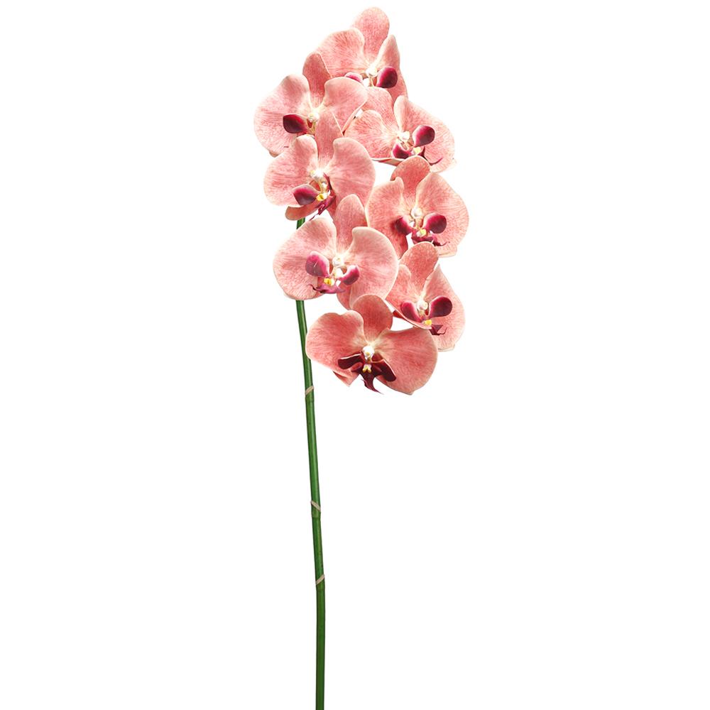 40" Phalaenopsis Orchid Spray With 8 Flowers Coral (2 Stems Per Box) #HSO007-CO
