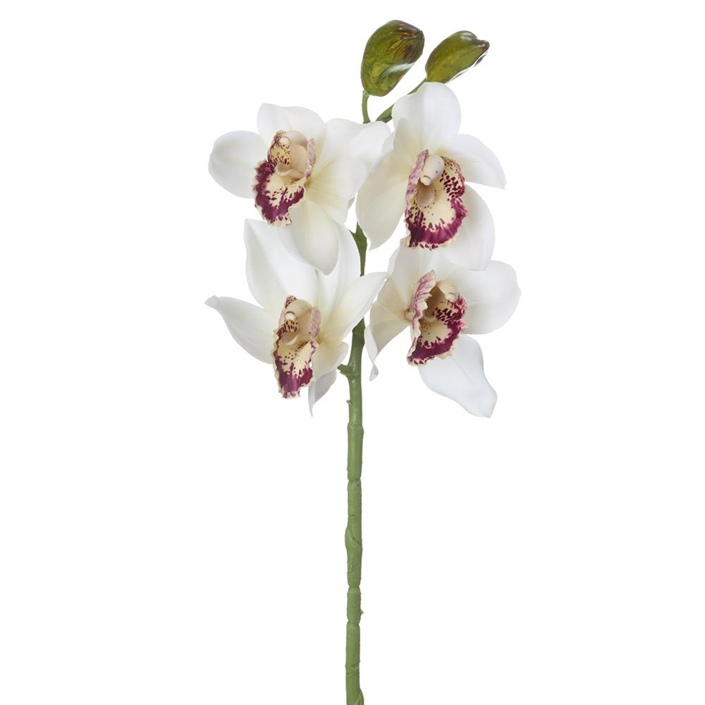 19" Cymbidium Orchid Spray Cream Burgundy (2 Stems Per Box) #HSO047-CR/BU