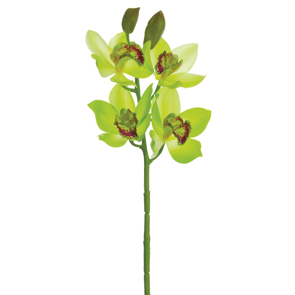19" Cymbidium Orchid Spray Green Burgundy (2 Stems Per Box) #HSO047-GR/BU