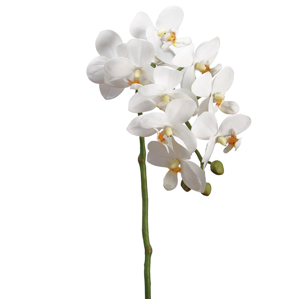18.5" Small Phalaenopsis Orchid Spray Cream Yellow (2 Stems Per Box) #HSO159-CR/YE