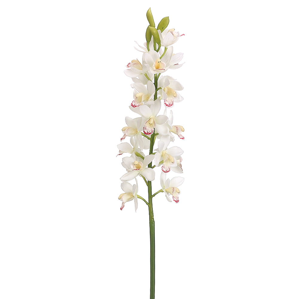 31" Cymbidium Orchid Spray Cream Burgundy (2 Stems Per Box) #HSO302-CR/BU