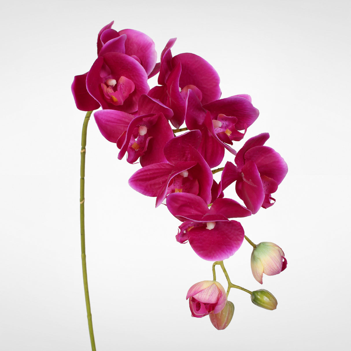 31" Phalaenopsis Orchid Spray with 8 Flowers and 4 Buds Violet (2 Stems Per Box) #HSO471-VI