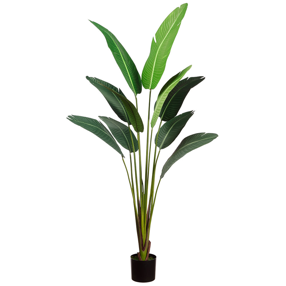 78" Bird of Paradise Plant in Plastic Pot Green #LPB026-GR