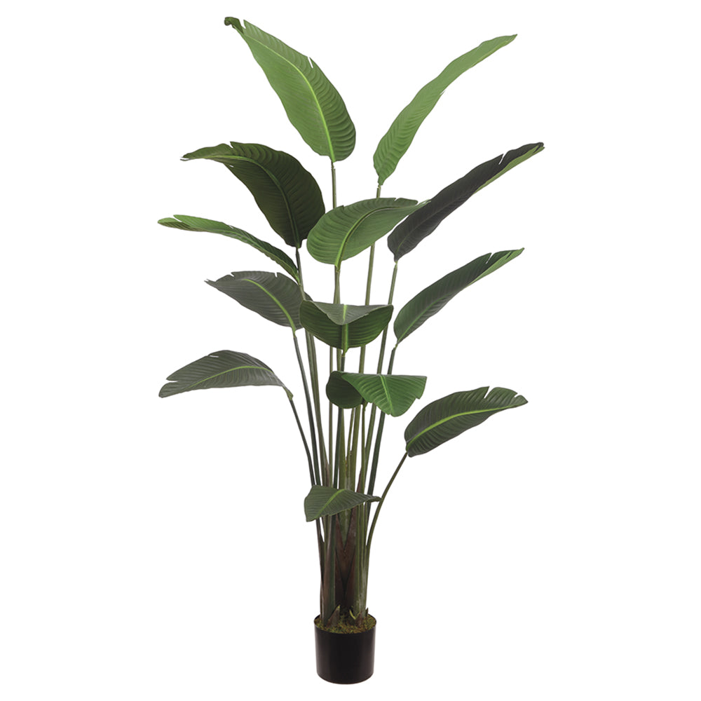 75" Bird of Paradise Plant With 12 Leaves in Pot Green #LPB072-GR