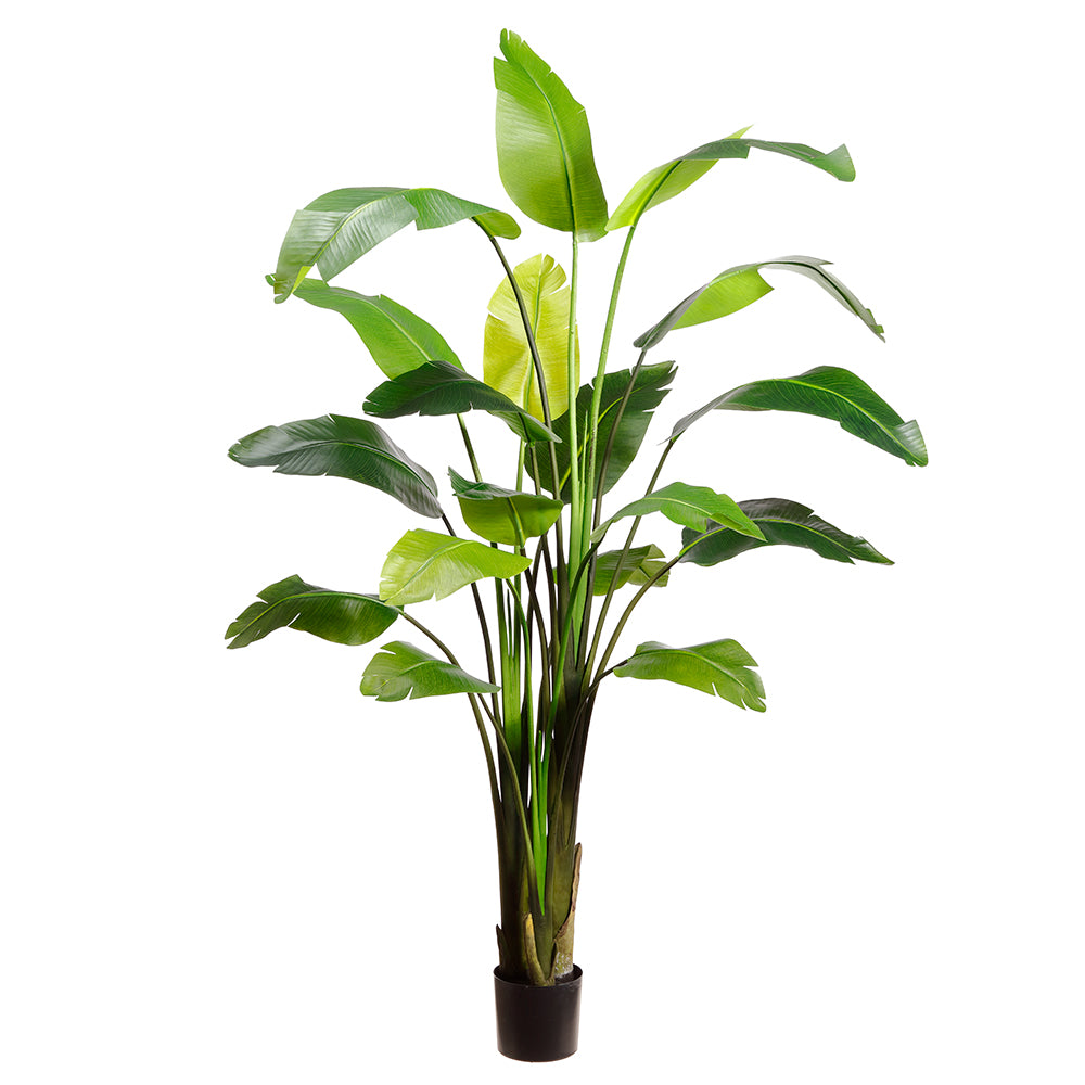 97" Traveller Palm Plant Single Trunk in Pot Green #LPP008-GR