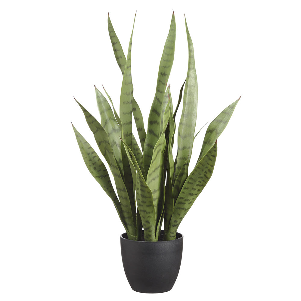 24" SANSEVIERIA IN POT GR #LPS424-GR