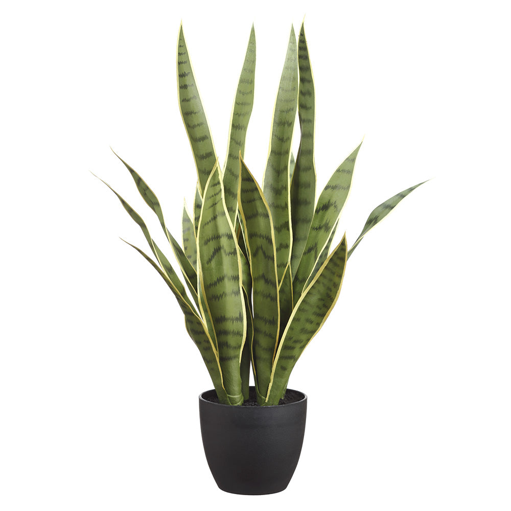 24" Sansevieria In Pot Green/Cream #LPS424-GR/CR