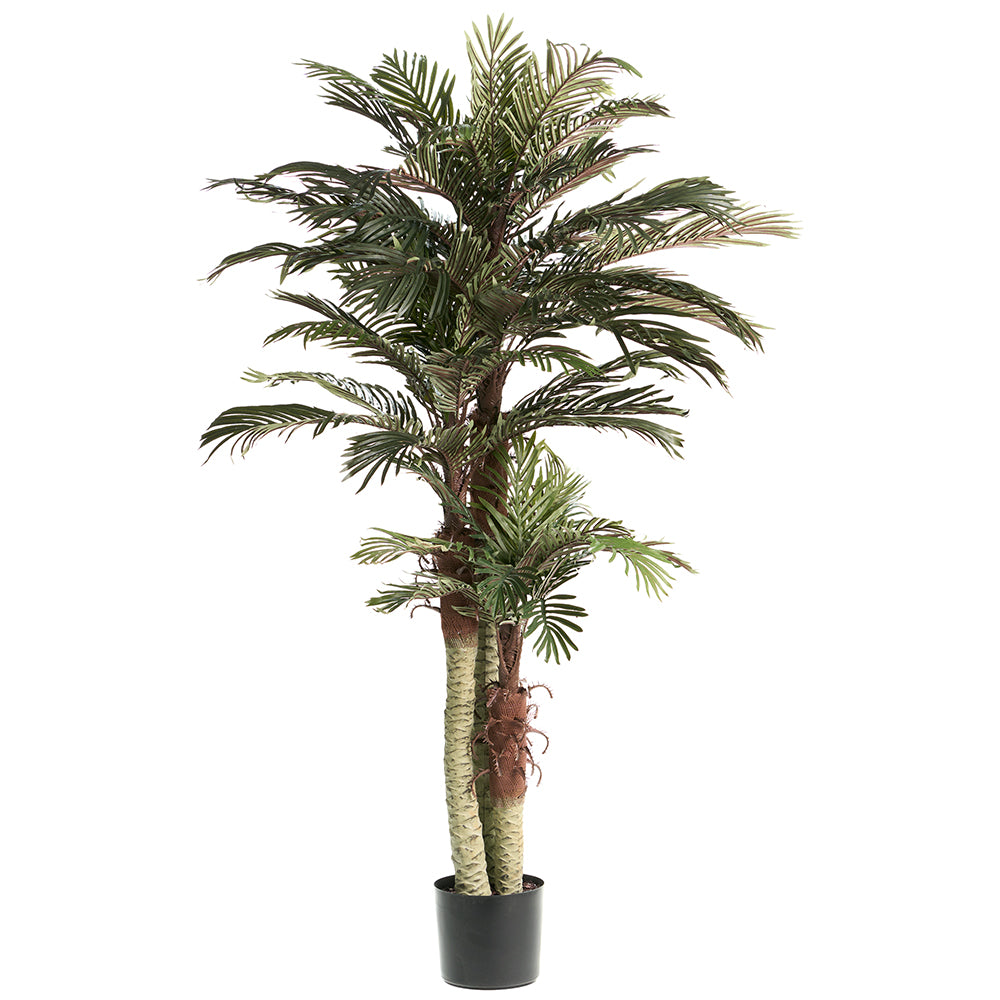 6' Phoenix Palm Tree in Round Pot Green #LPX801-GR