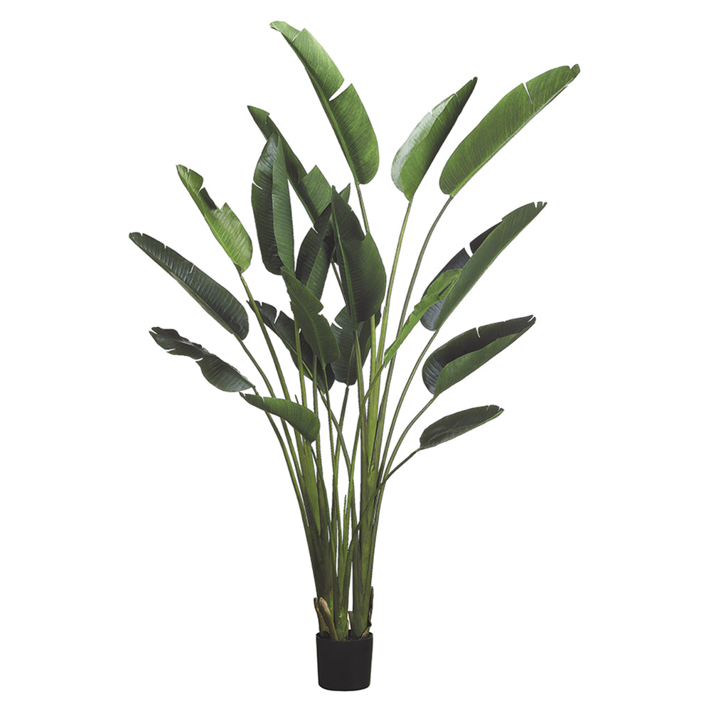 93" Bird of Paradise Plant in plastic pot #LTB608-GR