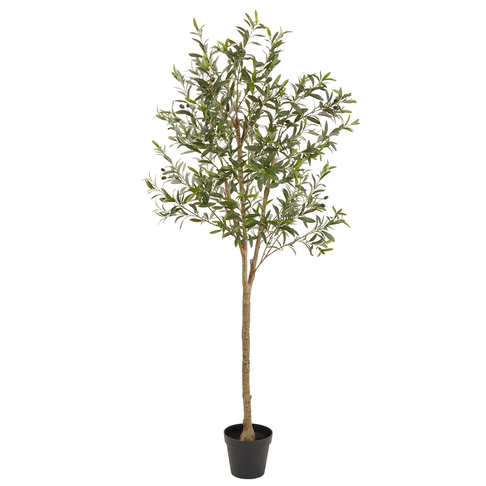 79" Olive Tree in Plastic Pot Green #LTO100-GR