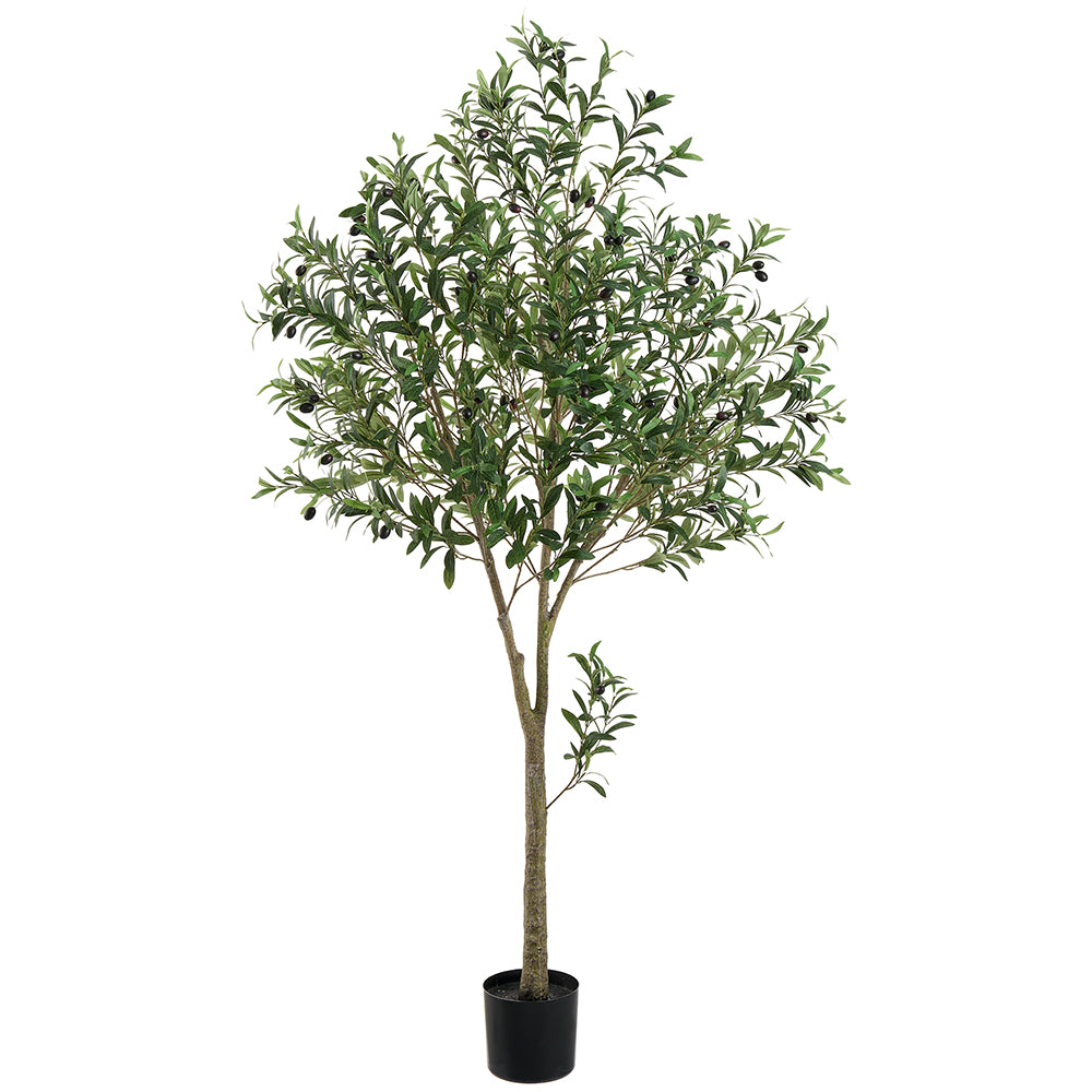 72" Olive Tree in Plastic Pot Green #LTO288-GR