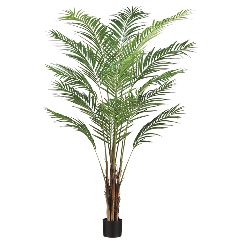 6' Areca Palm Tree x15 With 567 Leaves in Pot Green #LTP126-GR