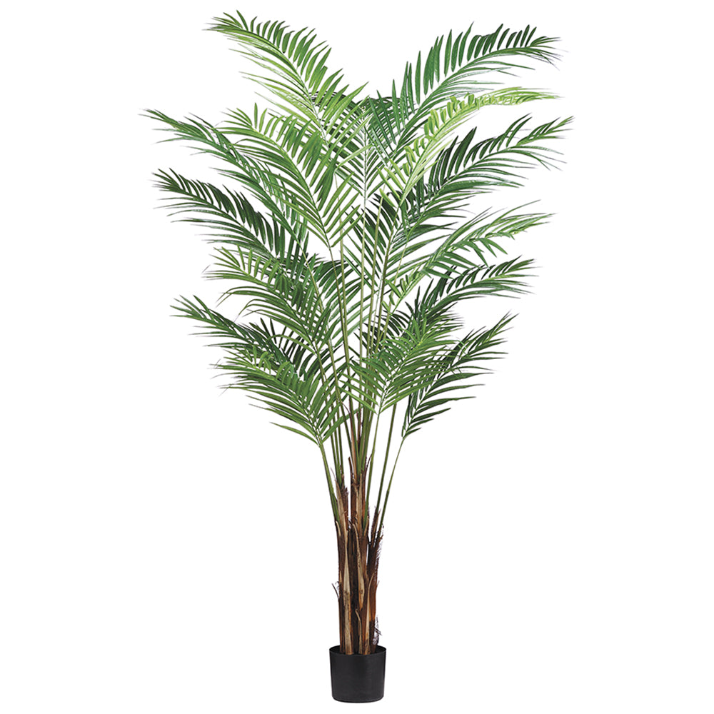 7' Areca Palm Tree x19 with 739 Leaves in Pot Green #LTP127-GR
