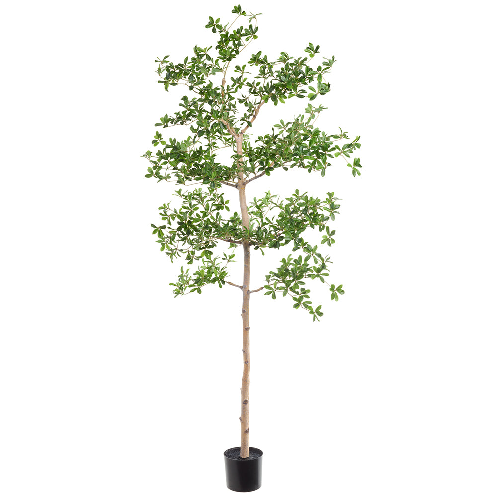 6' Shady Lady Tree with Shapeable Trunk in Pot Green #LTP933-GR