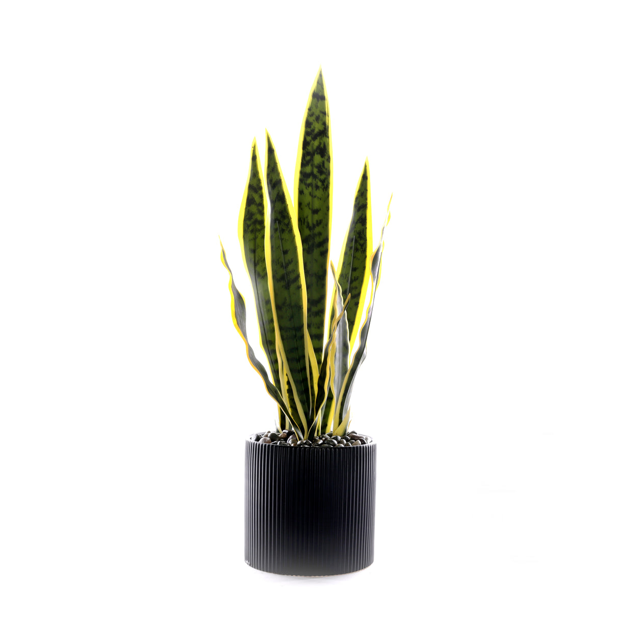 Sanserieria Plant in Black Ribbed Planter #P-21