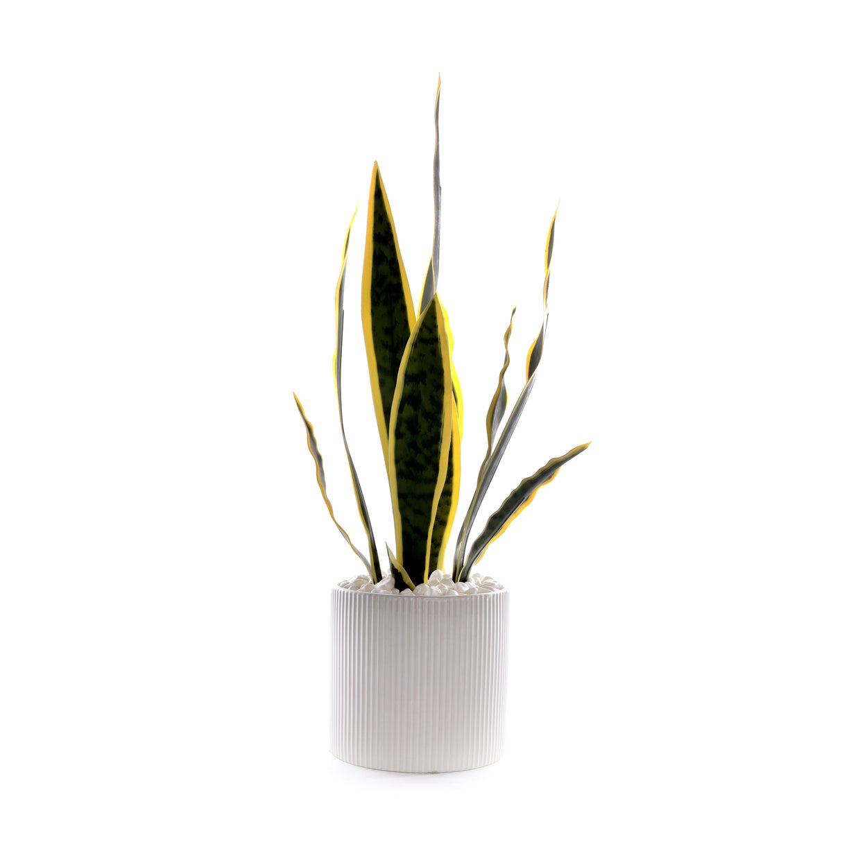 Sanserieria Plant in White Ribbed Planter #P-22