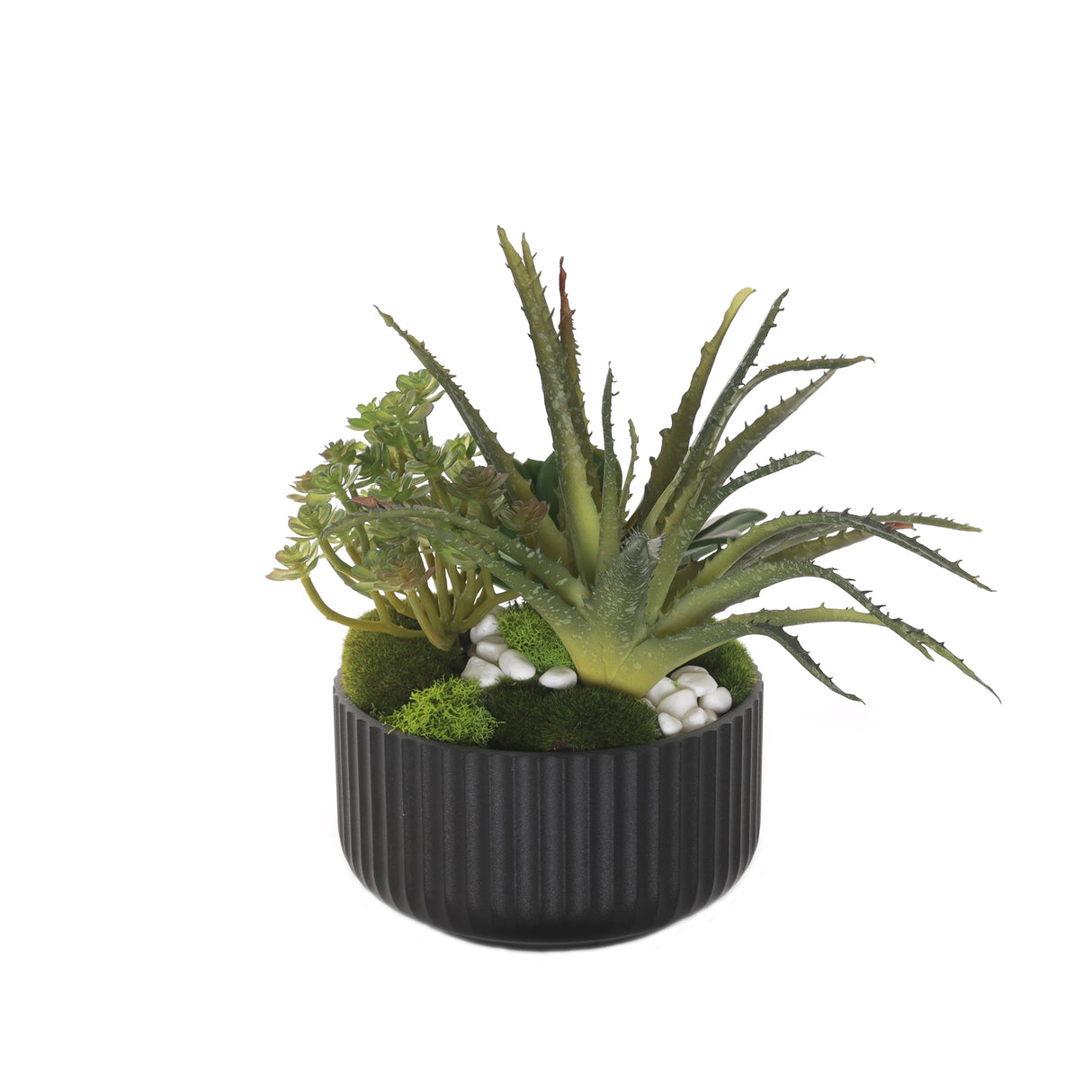 Succulent Arrangement with White Rocks Moss in Black Pot #S-56